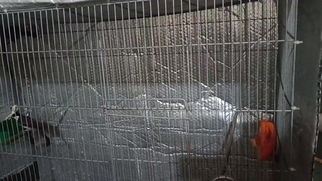 Chim cảnh Cặp trống mái Đã xong lông. Mua bán Chim tại Quận 12 Tp Hồ Chí Minh được đăng bởi Di Vuk hình 1