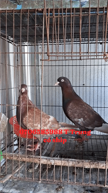 Chim bồ câu gà . Mua bán Chim tại Huyện Long Hồ Vĩnh Long được đăng bởi Thanh Trung hình 1