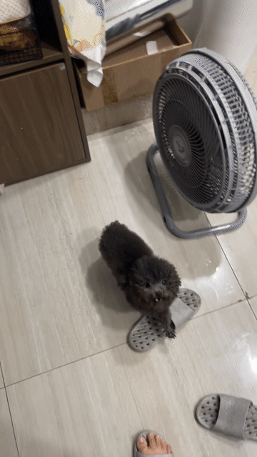 Chó Teacup Poodle Cái đen 1.5 tuổi. Mua bán Chó tại Quận Bình Thạnh Tp Hồ Chí Minh được đăng bởi Luân Võ hình 1