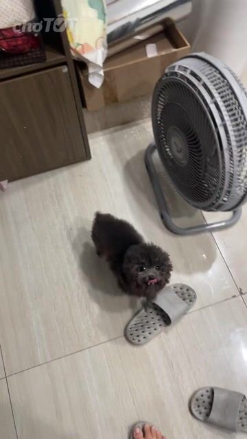 Chó Teacup Poodle Cái đen 1.5 tuổi. Mua bán Chó tại Quận Bình Thạnh Tp Hồ Chí Minh được đăng bởi Luân Võ hình 1