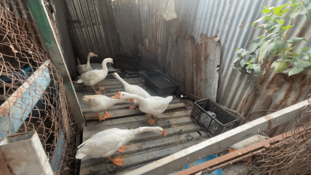 Ngỗng Trắng Trống Mái 7-8 tháng. Mua bán Thú cưng khác tại Quận 7 Tp Hồ Chí Minh được đăng bởi Nguyen Quoc Huy hình 1