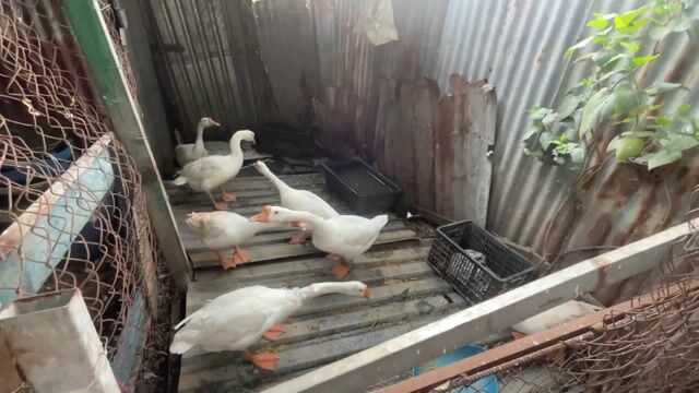 Ngỗng Trắng Trống Mái 7-8 tháng. Mua bán Thú cưng khác tại Quận 7 Tp Hồ Chí Minh được đăng bởi Nguyen Quoc Huy hình 1