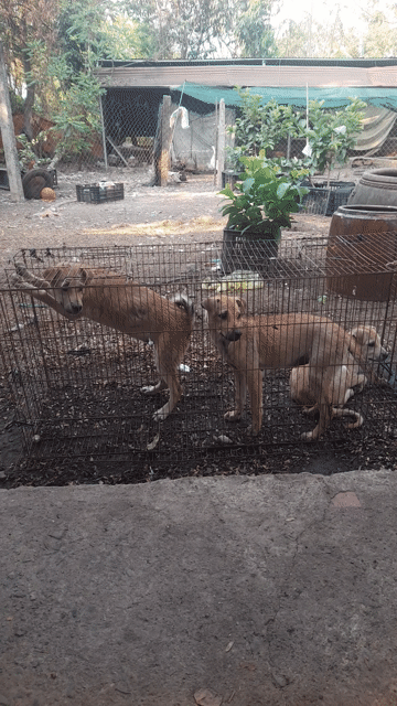 Chó con và trưởng thành. Mua bán Chó tại Huyện Trảng Bom Đồng Nai được đăng bởi Hieu hình 1
