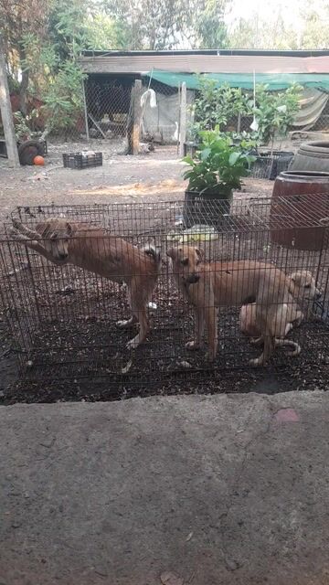 Chó con và trưởng thành. Mua bán Chó tại Huyện Trảng Bom Đồng Nai được đăng bởi Hieu hình 1