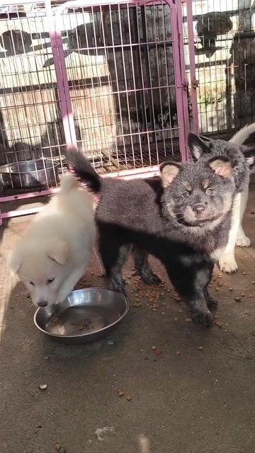 chó xù bắc hà móng đeo đốm lưỡi. Mua bán Chó tại Quận Gò Vấp Tp Hồ Chí Minh được đăng bởi Lan Phương hình 1