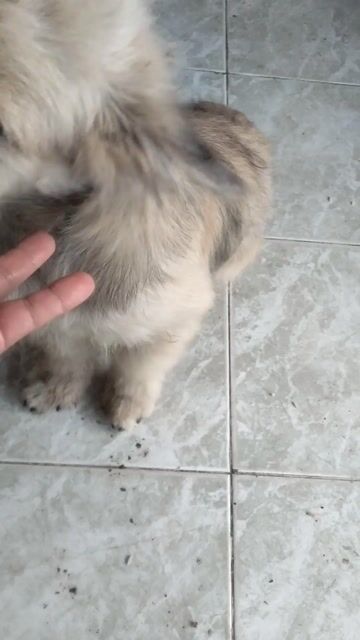 Chó Nhật xù lai đực trên 3 tháng. Mua bán Chó tại Thành phố Thủ Đức Tp Hồ Chí Minh được đăng bởi QUAN hình 1