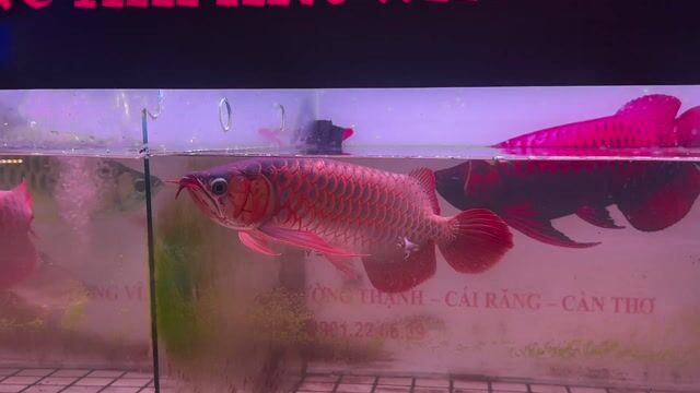 Cá Rồng 42-44cm màu Đỏ. Mua bán Thú cưng khác tại Quận Cái Răng Cần Thơ được đăng bởi Khai quoc hình 1