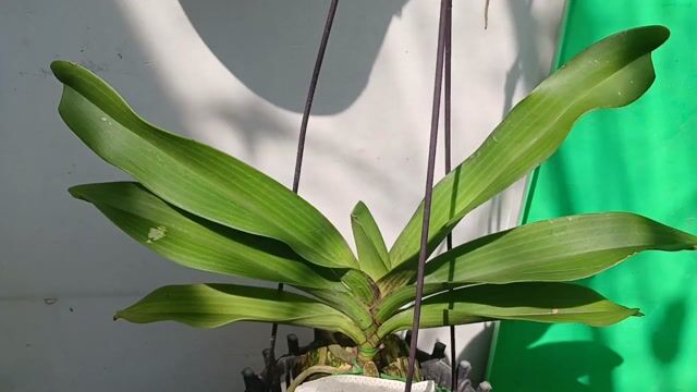 Lan ngọc điểm Xổ đỏ xac pháo Khỏe. Mua bán Cây cảnh, đồ trang trí tại Quận Phú Nhuận Tp Hồ Chí Minh được đăng bởi Tony Phat hình 1