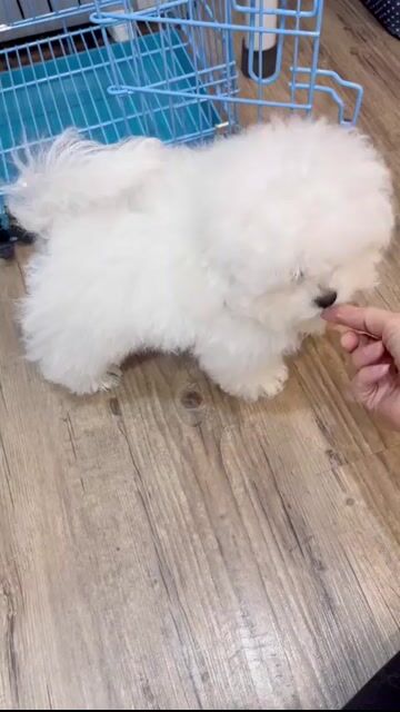Bichon siêu-xinh bán nhanh. Mua bán Chó tại Quận Bình Tân Tp Hồ Chí Minh được đăng bởi Chó mèo cảnh miền nam hình 1