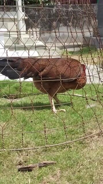 Gà mái nòi Asil trạng 2.3kg. Mua bán Gà tại Thành phố Thủ Đức Tp Hồ Chí Minh được đăng bởi A Điền hình 1