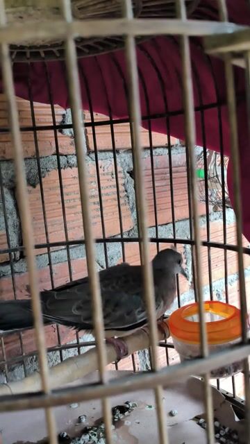 Chim cu non màu Nâu xám. Mua bán Chim tại Thị Xã Buôn Hồ Đắk Lắk được đăng bởi Vy An hình 1