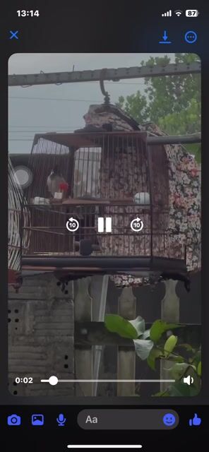 mới xong lông chx có lửa ra nhanh có fix. Mua bán Chim tại Quận Cẩm Lệ Đà Nẵng được đăng bởi vinh hoàng hình 1