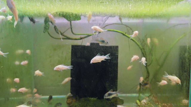 Cá chuột Albino Trắng. Mua bán Thú cưng khác tại Quận Tây Hồ Hà Nội được đăng bởi nghĩa  hình 1