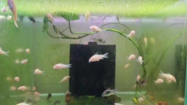 Cá chuột Albino Trắng. Mua bán Thú cưng khác tại Quận Tây Hồ Hà Nội được đăng bởi nghĩa  hình 1