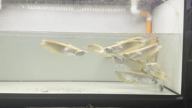 Cá Ngân bạc Albino 28-30 cm. Mua bán Thú cưng khác tại Quận Phú Nhuận Tp Hồ Chí Minh được đăng bởi Huynhthanhvinh hình 1