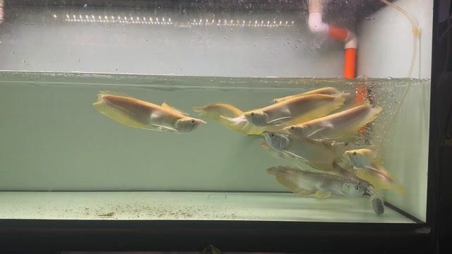 Cá Ngân bạc Albino 28-30 cm. Mua bán Thú cưng khác tại Quận Phú Nhuận Tp Hồ Chí Minh được đăng bởi Huynhthanhvinh hình 1