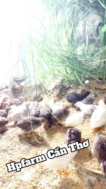 Gà Rutin 1 tháng tuổi. Mua bán Gà tại Quận Ninh Kiều Cần Thơ được đăng bởi Lê Diện hình 1