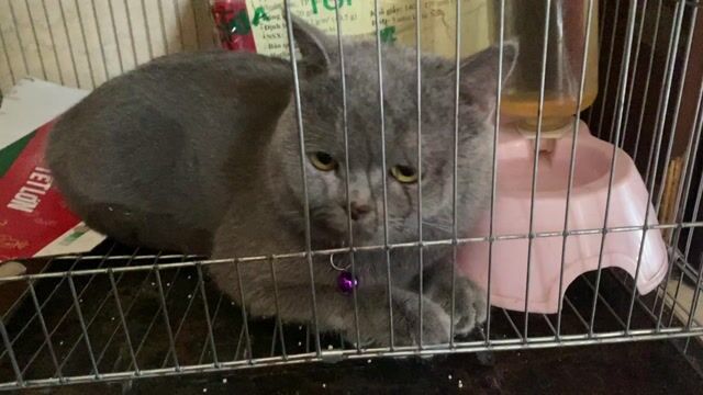 Mèo Anh lông ngắn đực 8 tháng. Mua bán Mèo tại Huyện Hóc Môn Tp Hồ Chí Minh được đăng bởi Chou Chou hình 1