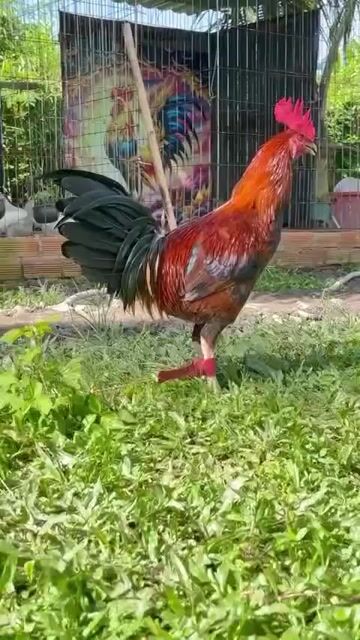 Gà trống Peru Mỹ Đực Tơ 3.2kg Đỏ đen. Mua bán Gà tại Thị xã Vĩnh Châu Sóc Trăng được đăng bởi FARM Thiện Sóc Trăng  hình 1
