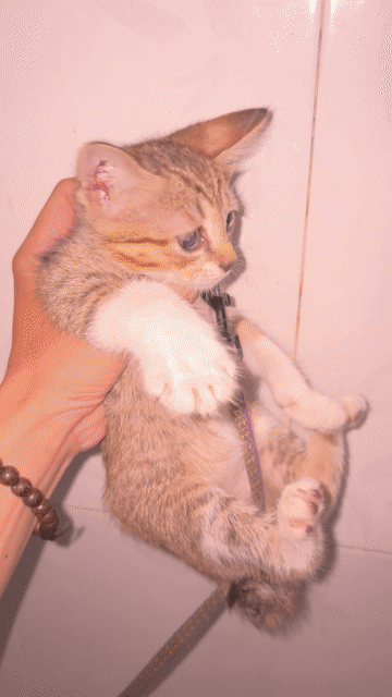 Mèo lai Anh nhỏ 2 tháng chưa tiêm. Mua bán Mèo tại Quận 12 Tp Hồ Chí Minh được đăng bởi Thiên Ân hình 1