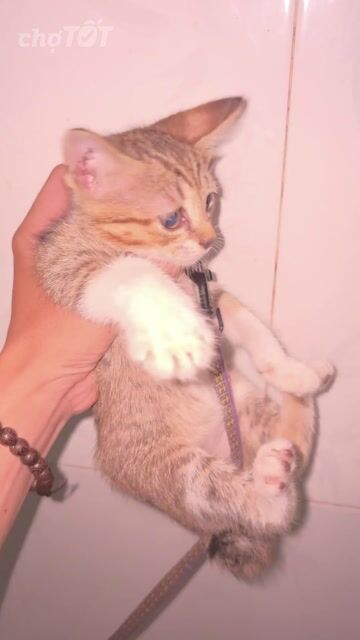 Mèo lai Anh nhỏ 2 tháng chưa tiêm. Mua bán Mèo tại Quận 12 Tp Hồ Chí Minh được đăng bởi Thiên Ân hình 1