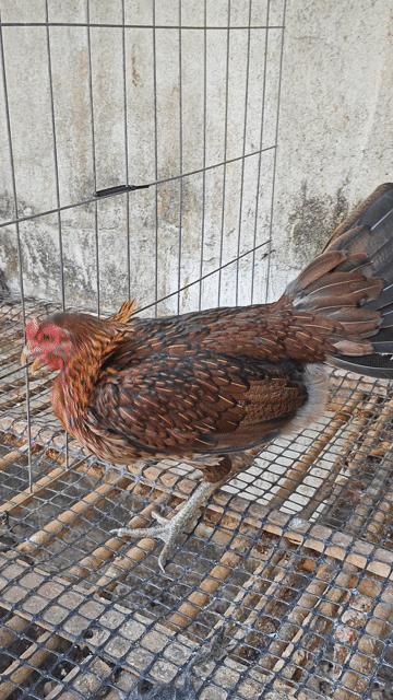 Gà mái Mỹ xanh hatch 2.2kg. Mua bán Gà tại Huyện Bình Chánh Tp Hồ Chí Minh được đăng bởi Phong Kê hình 1