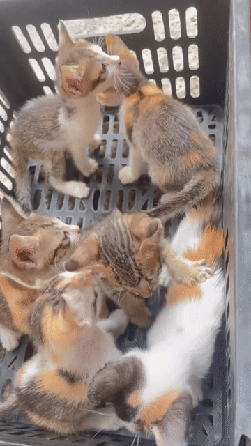 Mèo con Đa sắc. Mua bán Mèo tại Quận Bình Thạnh Tp Hồ Chí Minh được đăng bởi Yến Linh  hình 1