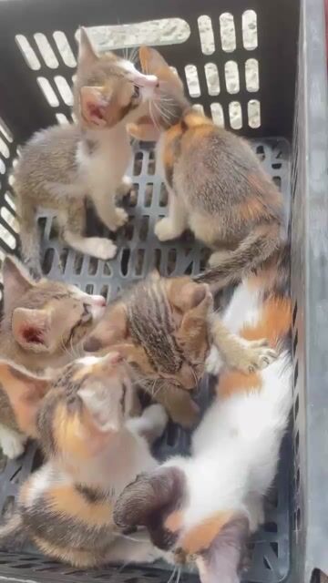 Mèo con Đa sắc. Mua bán Mèo tại Quận Bình Thạnh Tp Hồ Chí Minh được đăng bởi Yến Linh  hình 1