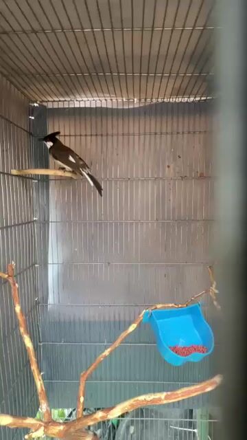 Chim Đen trắng Cái. Mua bán Chim tại Quận Tân Phú Tp Hồ Chí Minh được đăng bởi Hoàng Anh hình 1