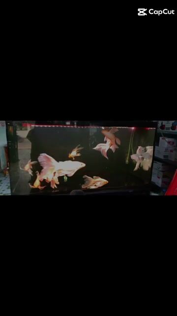 Đèn LED chìm Mayin TH3 112cm. Mua bán Phụ kiện, Thức ăn, Dịch vụ tại Quận Liên Chiểu Đà Nẵng được đăng bởi Trương Ngân Hà hình 1