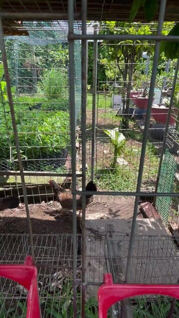 Gà tre lai Mỹ. Mua bán Gà tại Huyện Cần Giuộc Long An được đăng bởi A bi hình 1
