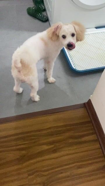 Chó con Trắng Nâu đã tiêm phòng. Mua bán Chó tại Quận Cầu Giấy Hà Nội được đăng bởi Trần Hải hình 1