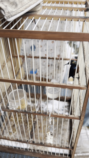 Chim hút mật 7m cả bộ. Mua bán Chim tại Huyện Bình Chánh Tp Hồ Chí Minh được đăng bởi Tuấn hình 1