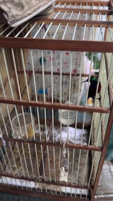 Chim hút mật 7m cả bộ. Mua bán Chim tại Huyện Bình Chánh Tp Hồ Chí Minh được đăng bởi Tuấn hình 1
