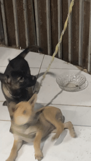 Chó giữ nhà giỏi đực. Mua bán Chó tại Huyện Hóc Môn Tp Hồ Chí Minh được đăng bởi Nguyễn Thanh Minh hình 1