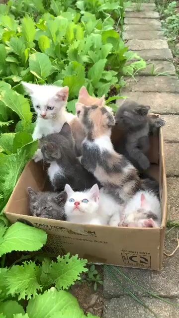 Mèo Anh lông ngắn lai ta nhiều màu. Mua bán Mèo tại Huyện Gia Viễn Ninh Bình được đăng bởi Minh Châu Trần hình 1