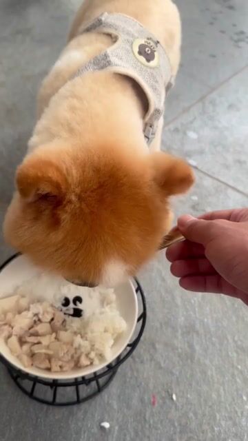 Chó Phốc Sóc Nâu vàng Thuần chủng. Mua bán Chó tại Huyện Thuận Thành Bắc Ninh được đăng bởi Xuân Trường hình 1