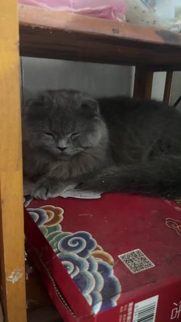 Mèo Scottish Fold ALD 6 tháng Xám. Mua bán Mèo tại Quận Cẩm Lệ Đà Nẵng được đăng bởi Tú Anh  hình 1