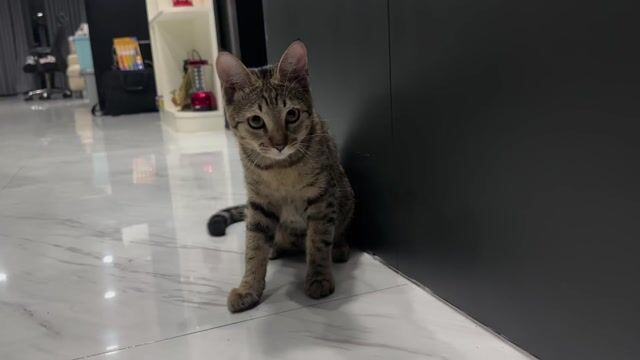 Tìm nhà mới cho mèo mướp. Mua bán Mèo tại Thành phố Thủ Đức Tp Hồ Chí Minh được đăng bởi Tên chưa cung cấp hình 1