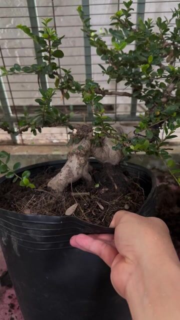 Cây Sam núi trái. Mua bán Cây cảnh, đồ trang trí tại Quận 10 Tp Hồ Chí Minh được đăng bởi Hoàng Hải hình 1