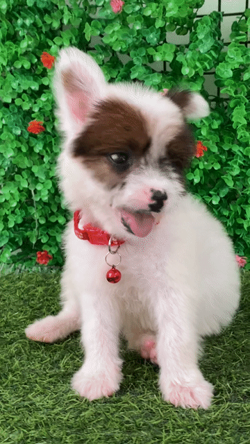 PHỐC SÓC LAI NHẬT LANH LỢI,  ĐÁNG YÊU🐶🐶. Mua bán Chó tại Huyện Hóc Môn Tp Hồ Chí Minh được đăng bởi Cún xinh nhà TaDa hình 1