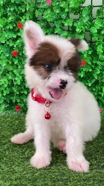 PHỐC SÓC LAI NHẬT LANH LỢI,  ĐÁNG YÊU🐶🐶. Mua bán Chó tại Huyện Hóc Môn Tp Hồ Chí Minh được đăng bởi Cún xinh nhà TaDa hình 1