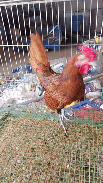 Gà trống vảy đồng 8 tháng tuổi.. Mua bán Gà tại Quận Hà Đông Hà Nội được đăng bởi Đinh Trung Thực hình 1