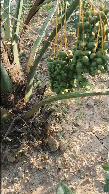 Cây ăn quả Chà là KONAIZI Đỏ. Mua bán Cây cảnh, đồ trang trí tại Huyện Sông Lô Vĩnh Phúc được đăng bởi Nhà vườn Ngọc Trang hình 1