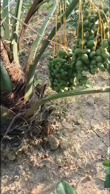 Cây ăn quả Chà là KONAIZI Đỏ. Mua bán Cây cảnh, đồ trang trí tại Huyện Sông Lô Vĩnh Phúc được đăng bởi Nhà vườn Ngọc Trang hình 1