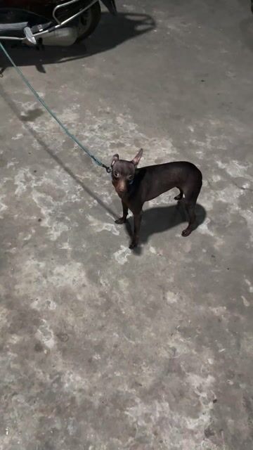 Chó Cái màu Nâu. Mua bán Chó tại Huyện Chương Mỹ Hà Nội được đăng bởi alo alo hình 1