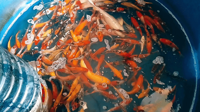 Cá chép cảnh đa sắc phi tần và koi hẻm tp.bmt. Mua bán Thú cưng khác tại Thành phố Buôn Ma Thuột Đắk Lắk được đăng bởi Tiệm Cá Cảnh Bá Phong BMT hình 1