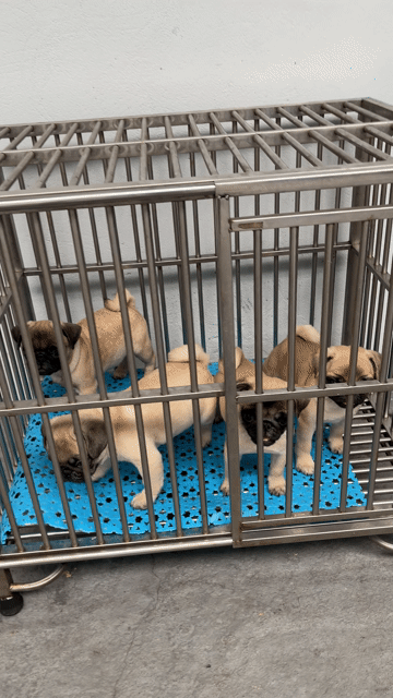 Chó Pug thuần chủng đực 2 tháng. Mua bán Chó tại Thành phố Thủ Dầu Một Bình Dương được đăng bởi tbt hình 1