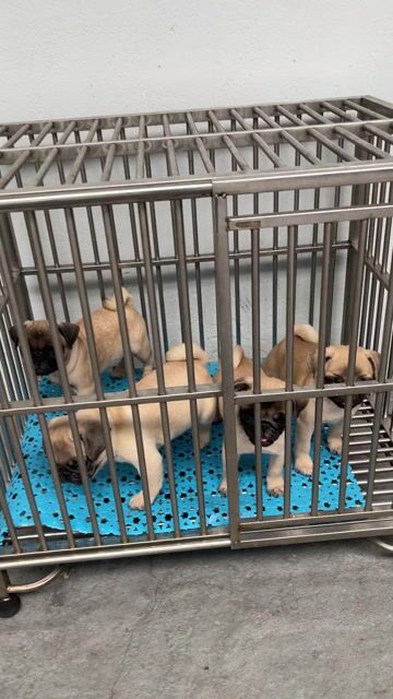 Chó Pug thuần chủng đực 2 tháng. Mua bán Chó tại Thành phố Thủ Dầu Một Bình Dương được đăng bởi tbt hình 1