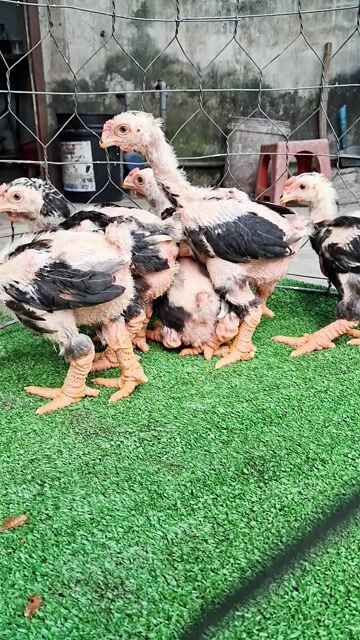 5e trống 6-8 lạng vacxin Đầy đủ ❤️❤️❤️. Mua bán Gà tại Thành phố Thủ Đức Tp Hồ Chí Minh được đăng bởi chuyên cung cấp gà đông tảo thuần chủng  hình 1